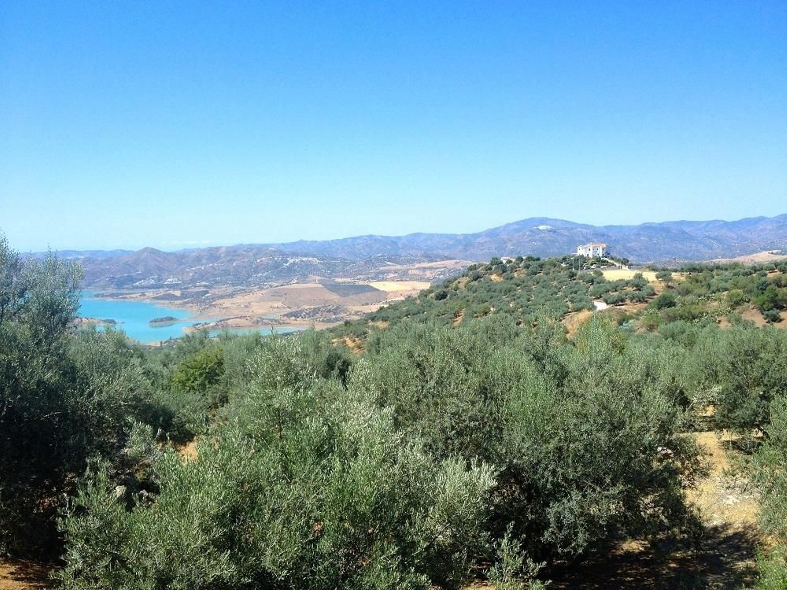 Panorámica de los olivos de Periana con el pantano de fondo.
