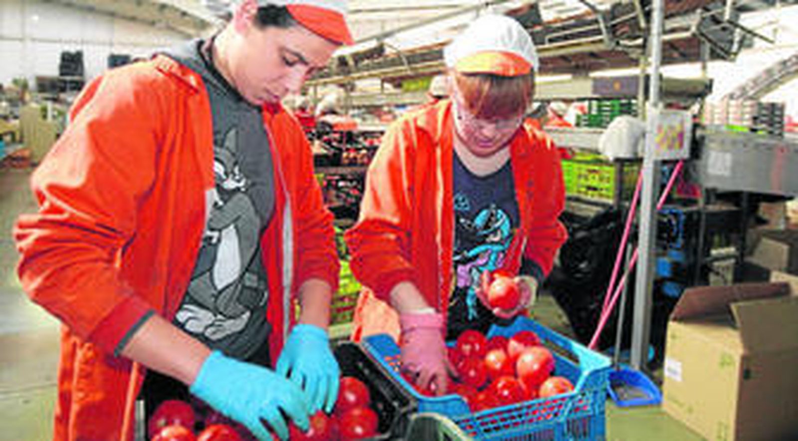 Dos manipuladoras seleccionan tomates ya en las cajas.