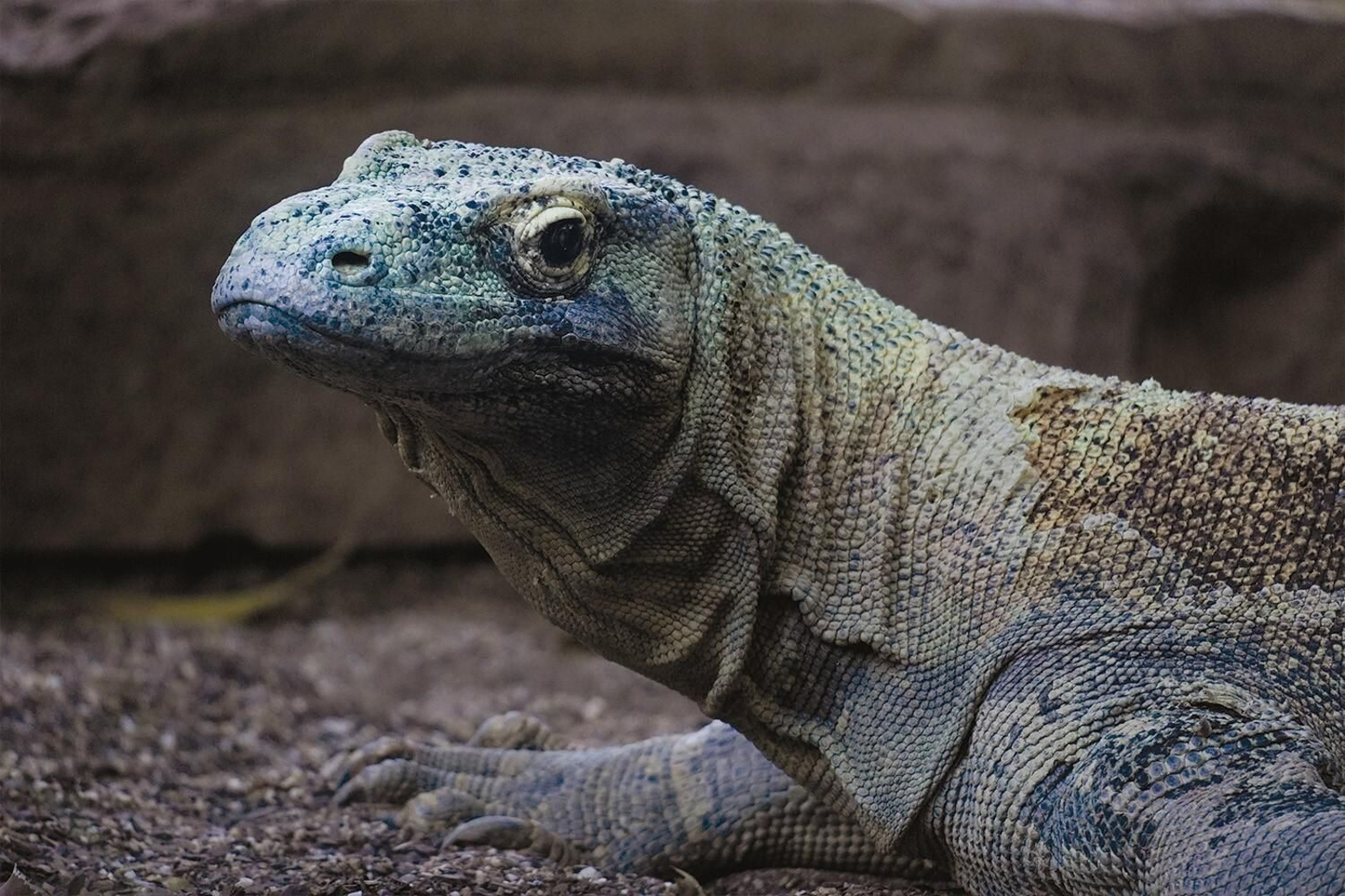 Uno de los dragones de Komodo nacidos en BIOPARC Fuengirola