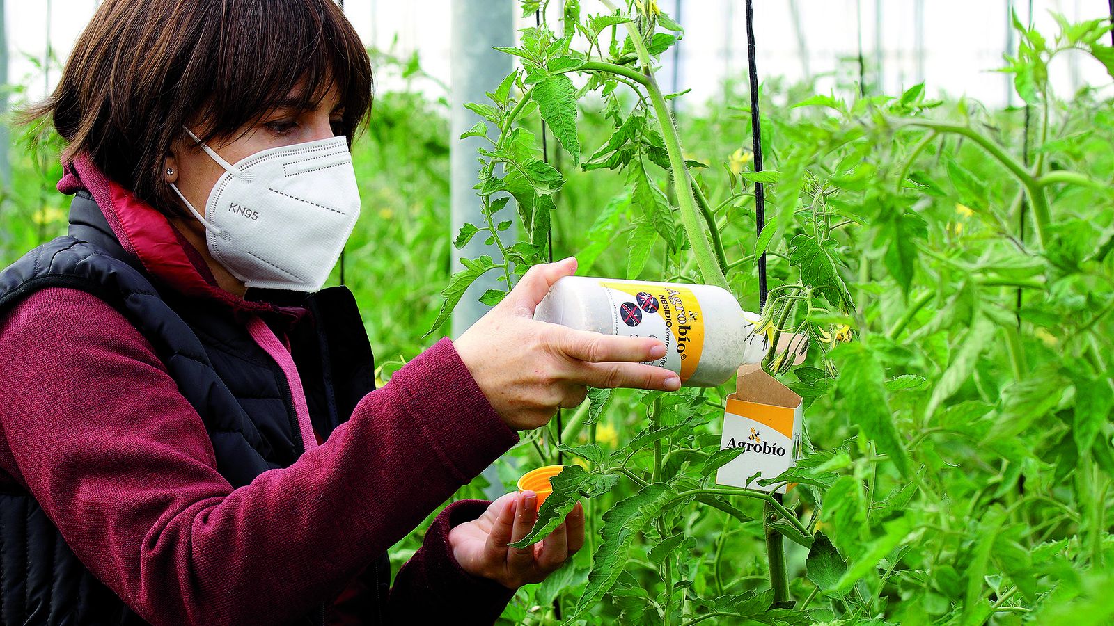 Tecnico de campo realizando una suelta de insectos beneficiosos en tomate