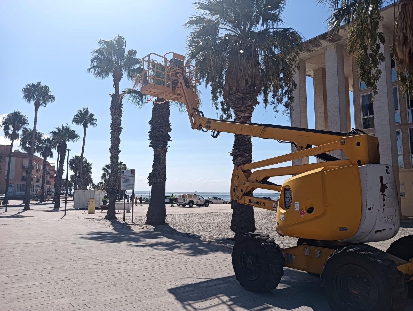 Poda de palmeras en Puerto Real