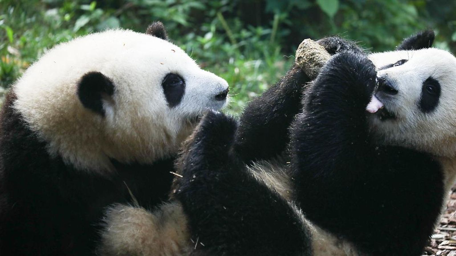 El panda He We juega con su hermano El panda He We juega con su hermano