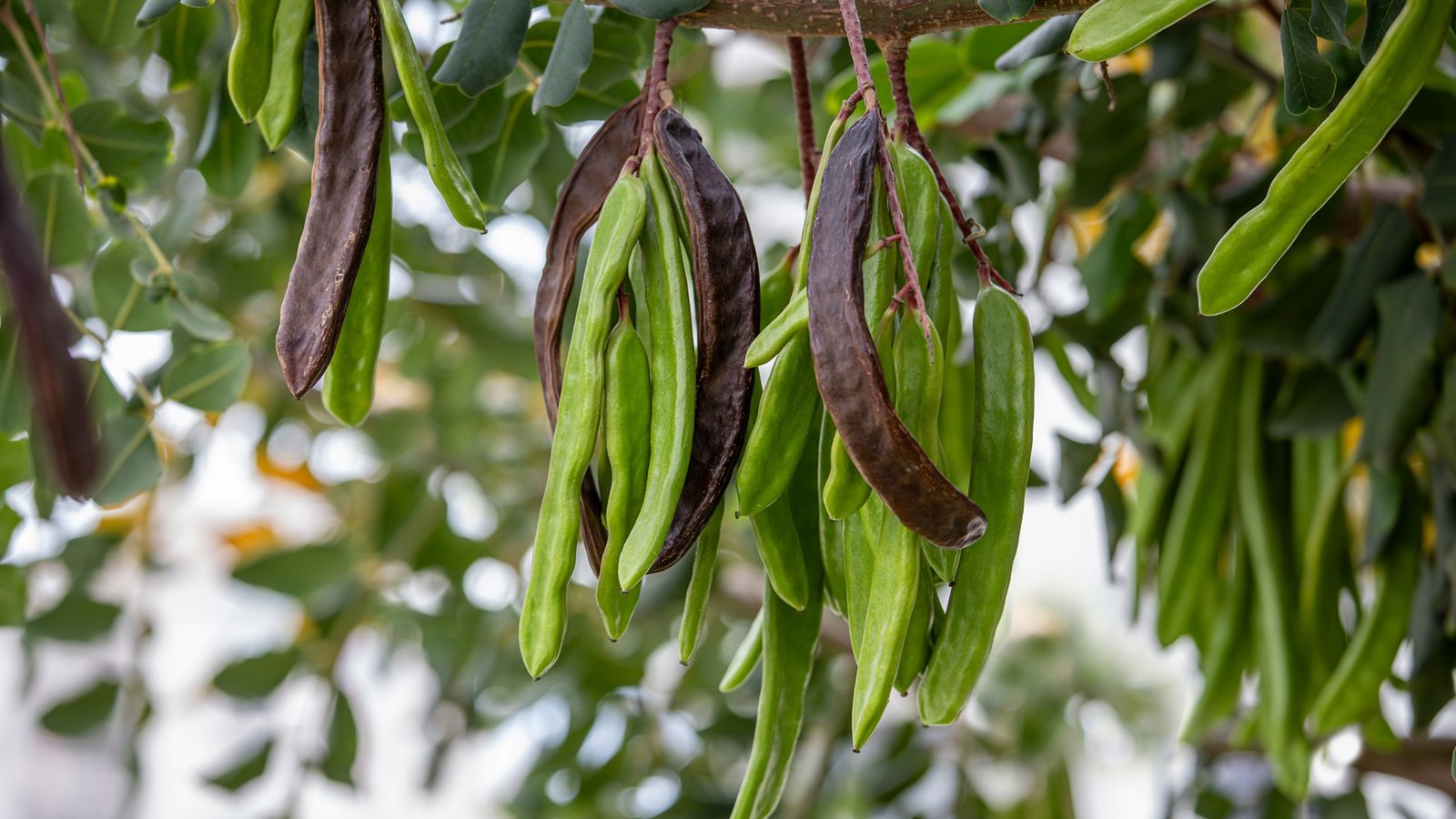 La reforestación se ha centrado en especies locales