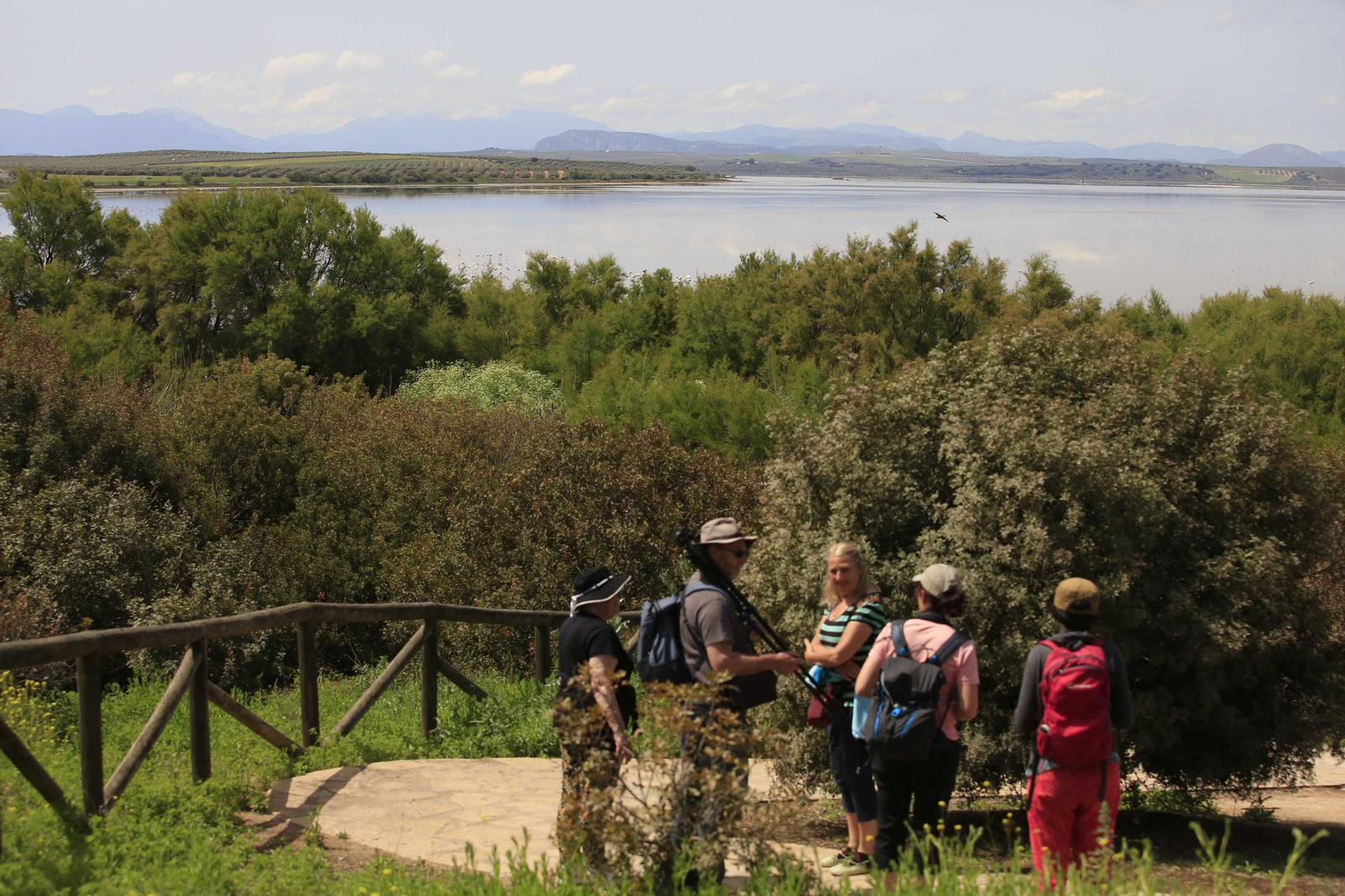 Los flamencos en la Laguna de Fuente de Piedra, en fotos