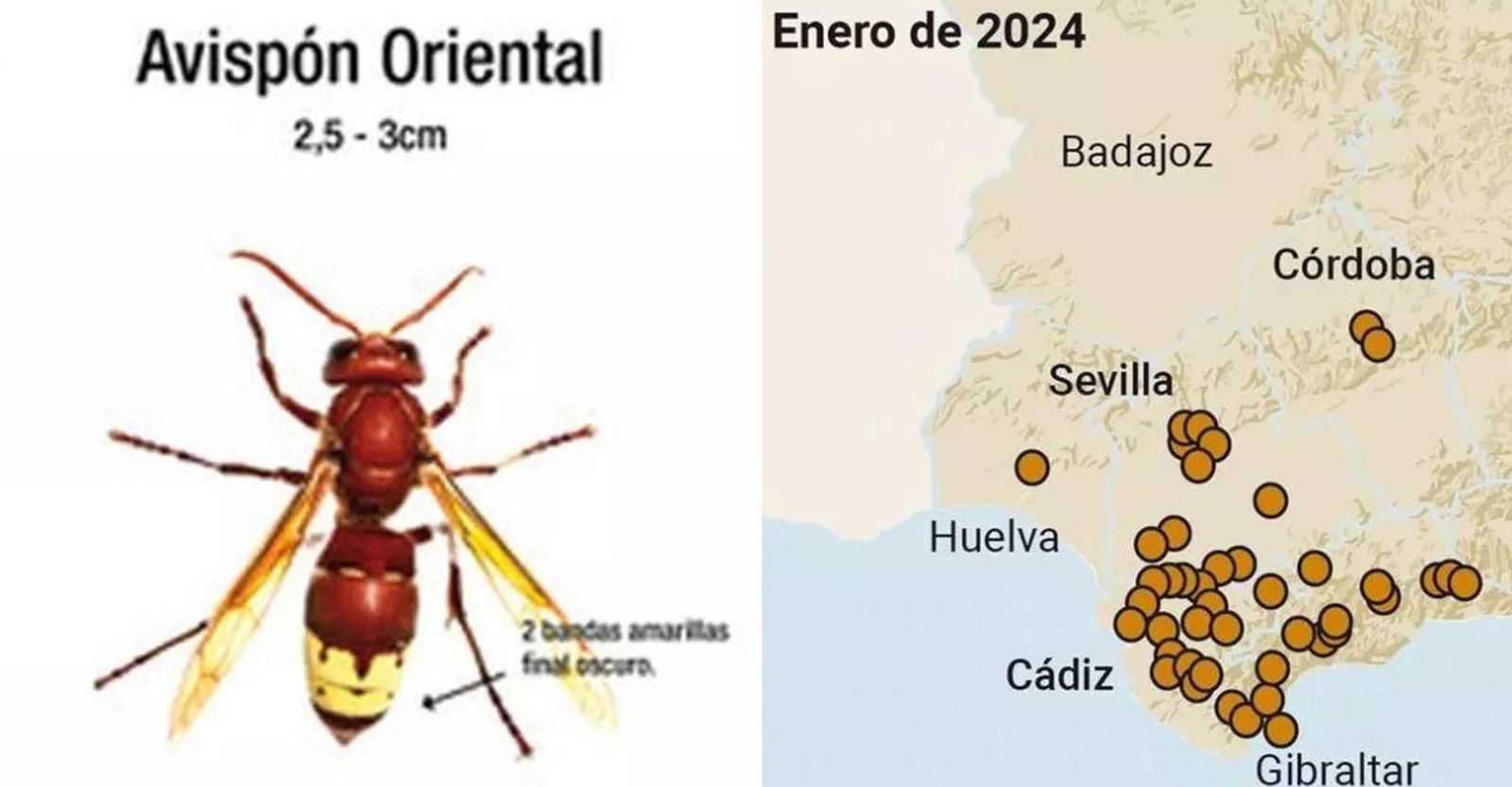 El avispón oriental llega a Huelva.