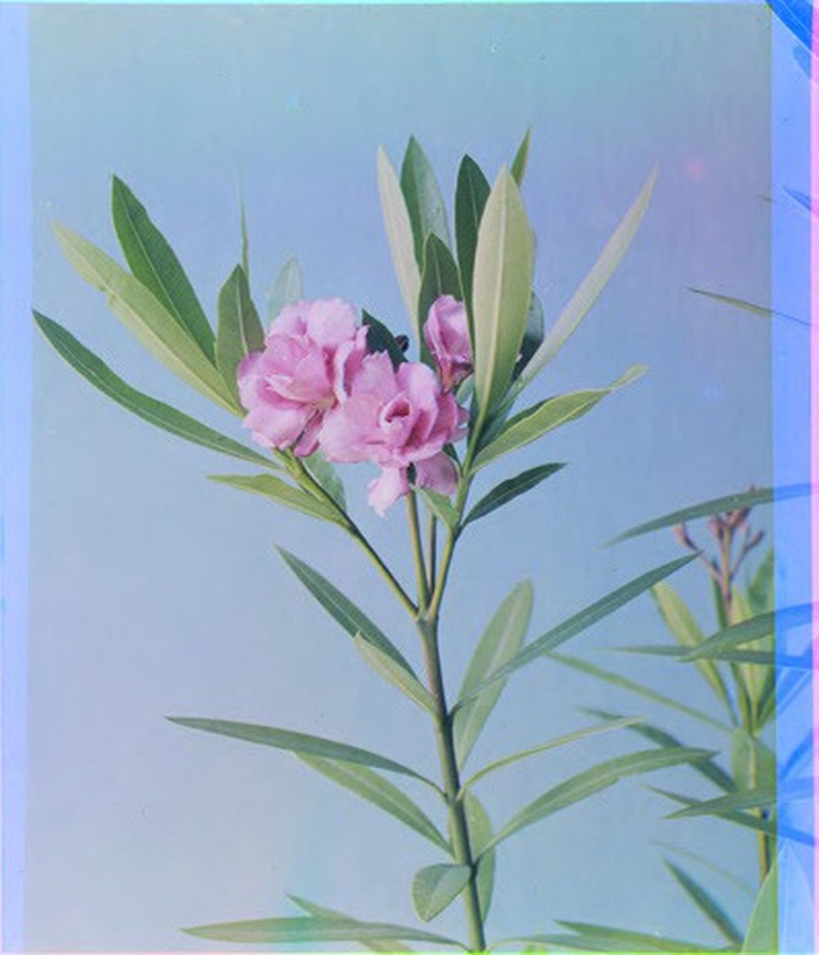 Nerium Oleander.