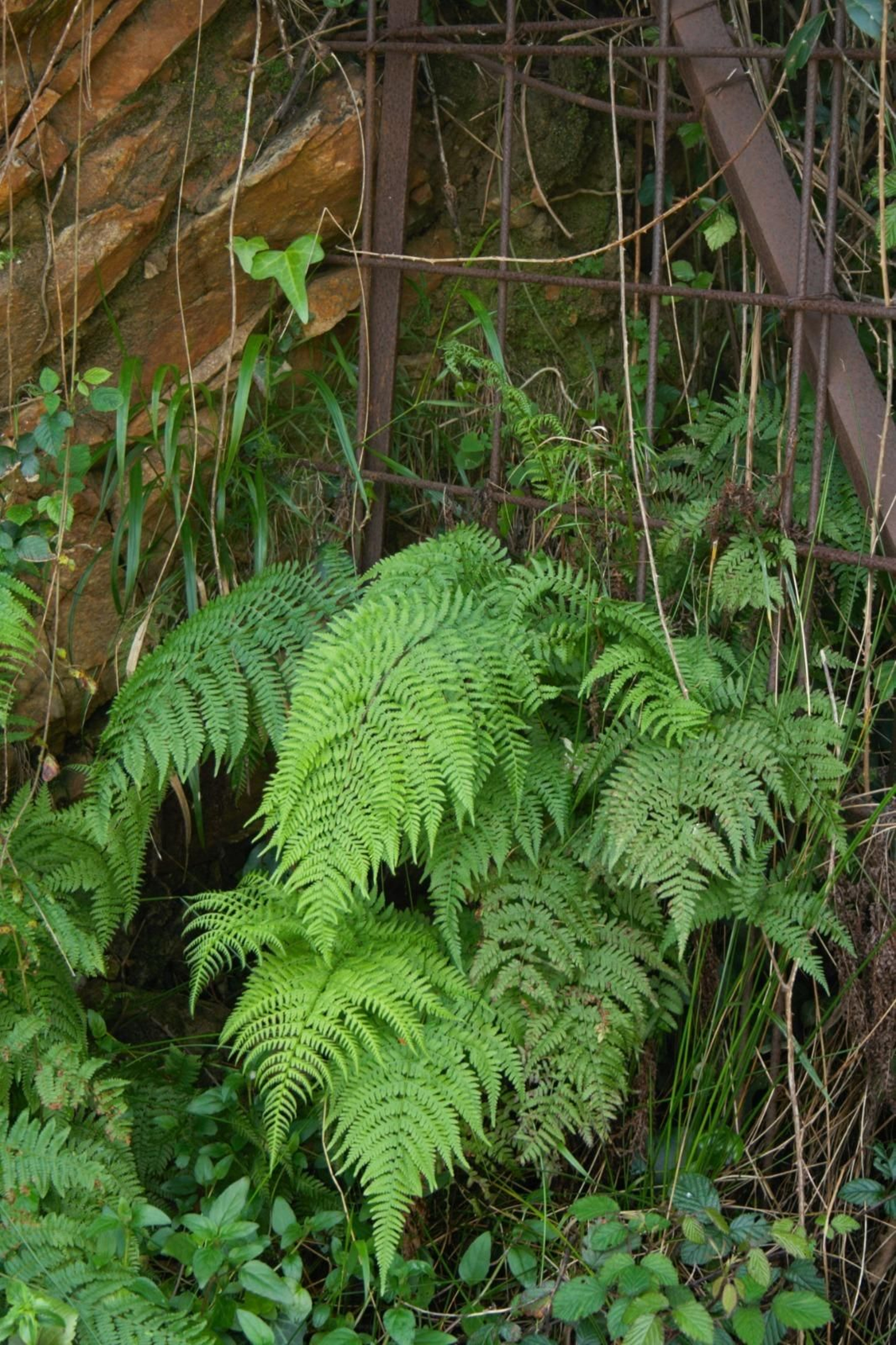 Fotos de la flora y fauna del Parque Natural de Los Alcornocales