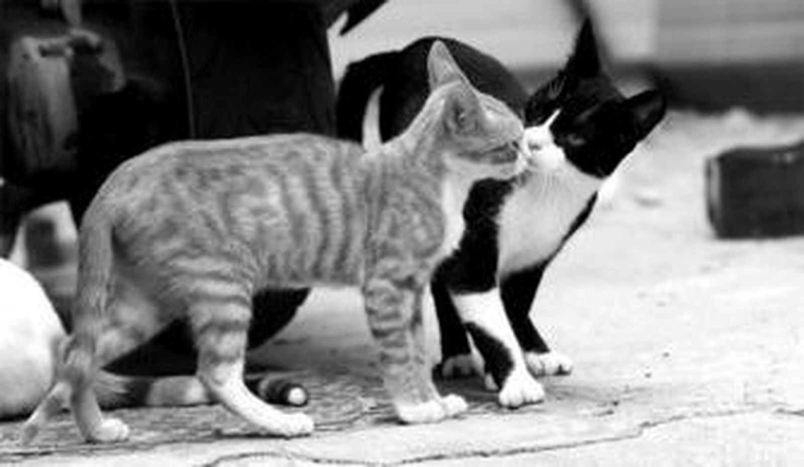 Un grupo de gatos callejeros viven en una casa abandonada en la calle Tomás de Cózar de la capital.
