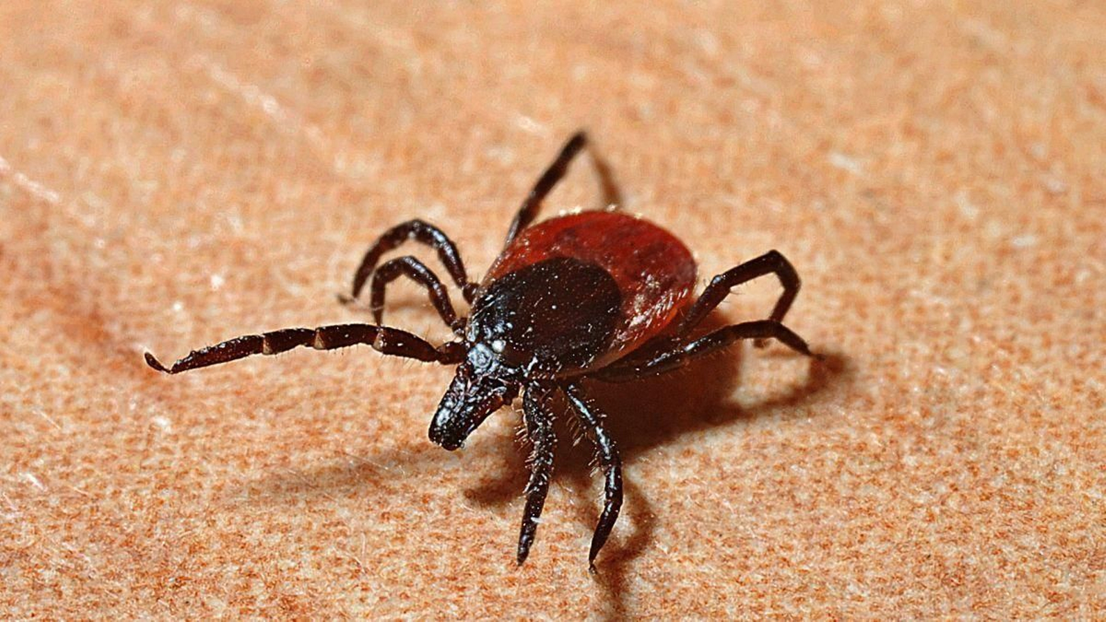 Yezo: el nuevo virus japonés transmitido por mordedura de garrapata