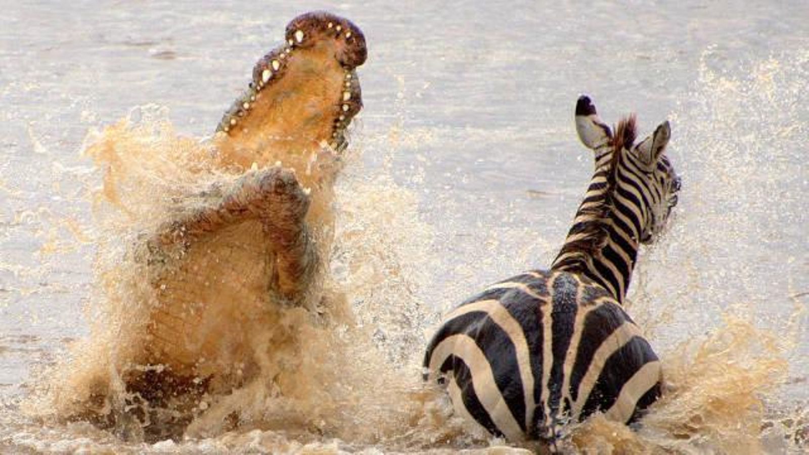 el-ataque-de-un-cocodrilo-a-una-cebra-story-producciones