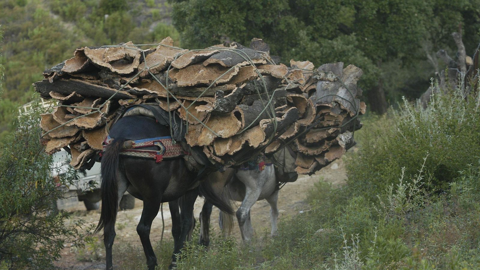 Carga y transporte del corcho.