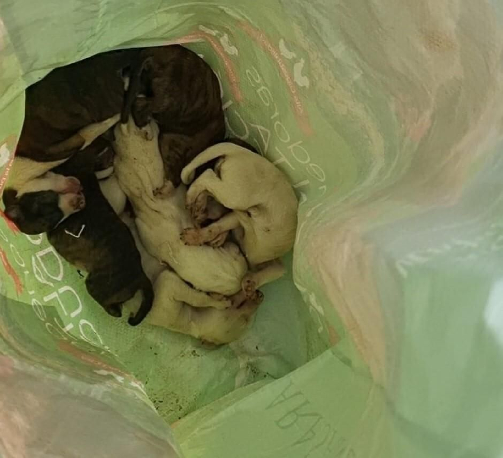 Camada de cachorros encontrada en un contenedor de Puente Genil.