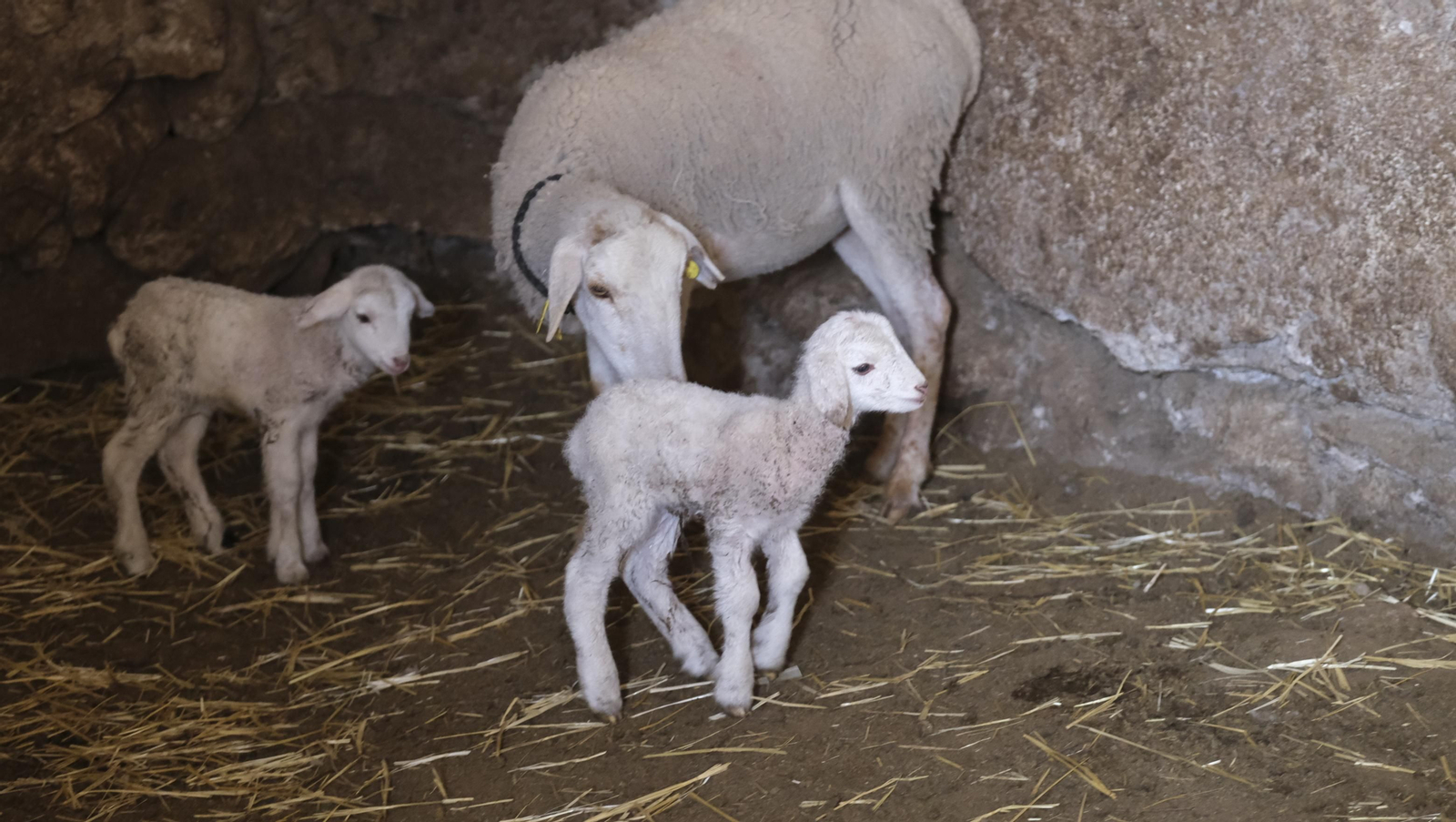 Fotogalería de la ganadería tradicional de Vélez Rubio, las imágenes más tiernas de los corderos recién nacidos