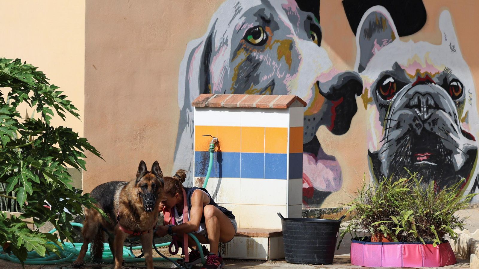 Los perros que buscan familia en la protectora de Animales de Málaga