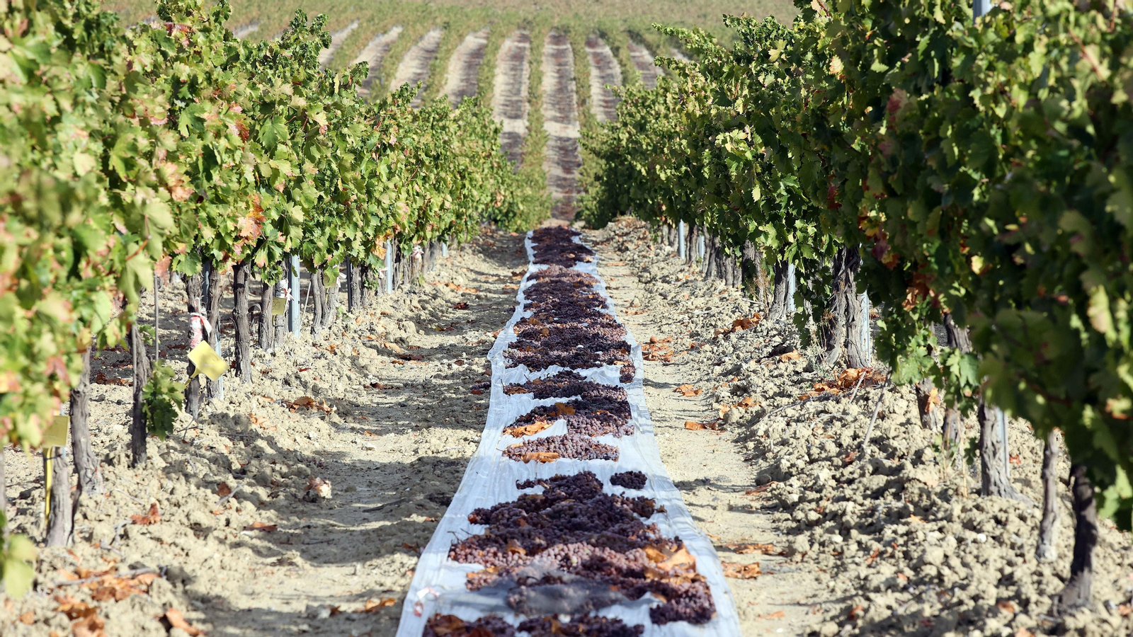Vinos ecológicos con uva Pedro Ximénez