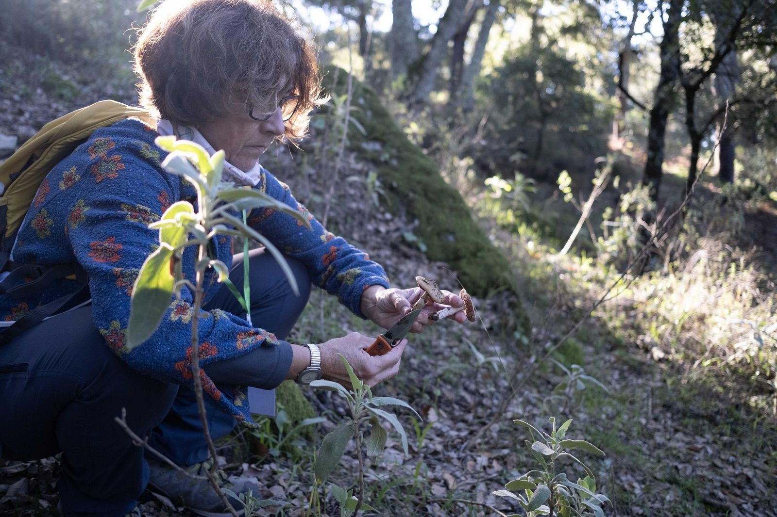 Jornadas micológicas de Cortes de la Frontera, en fotos
