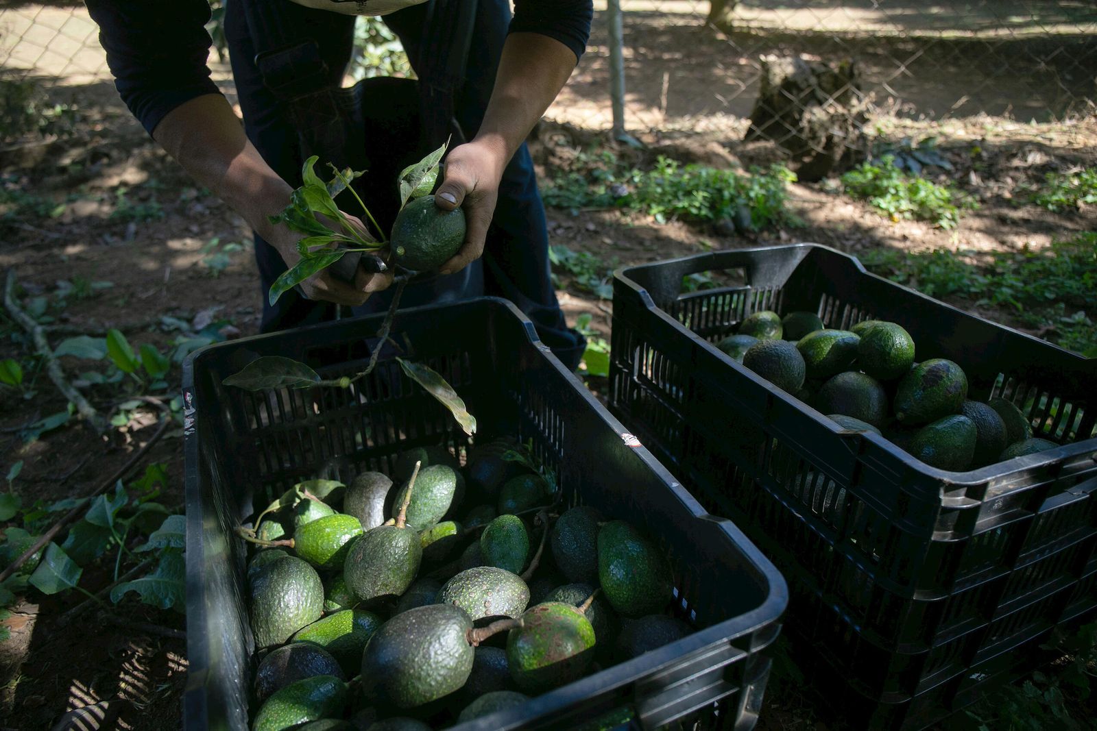 La Interprofesional del Aguacate y el Mango fija el reto del aumento mundial de producción