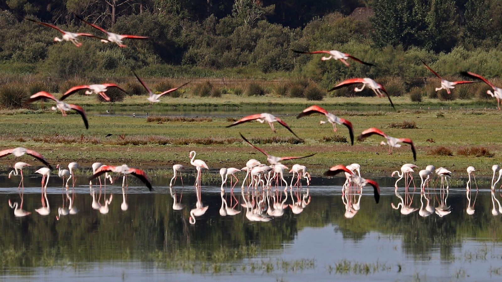 Varios flamencos en Doñana.