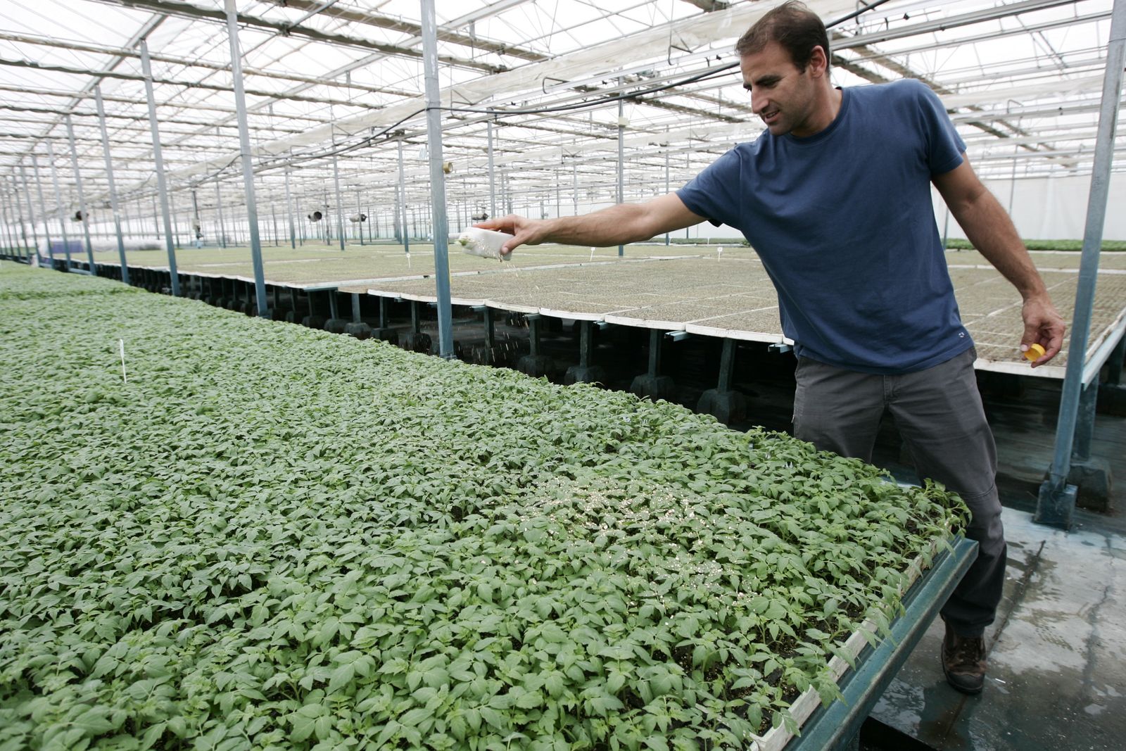 Suelta de bichos en el semillero Almeriplant, uno de los referentes de la industria auxiliar almeriense.