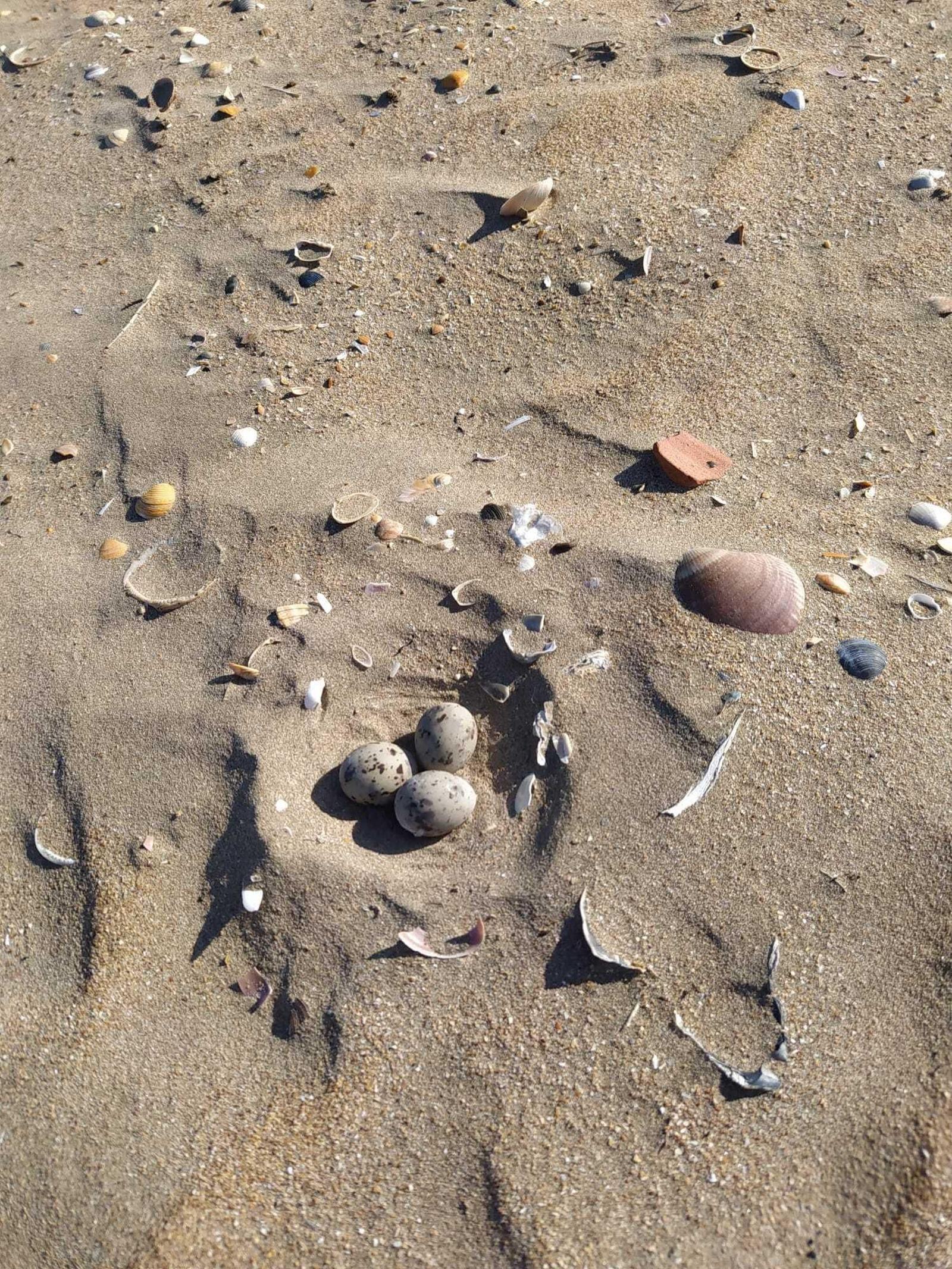 Un nido de huevos de ave en La Canaleta.