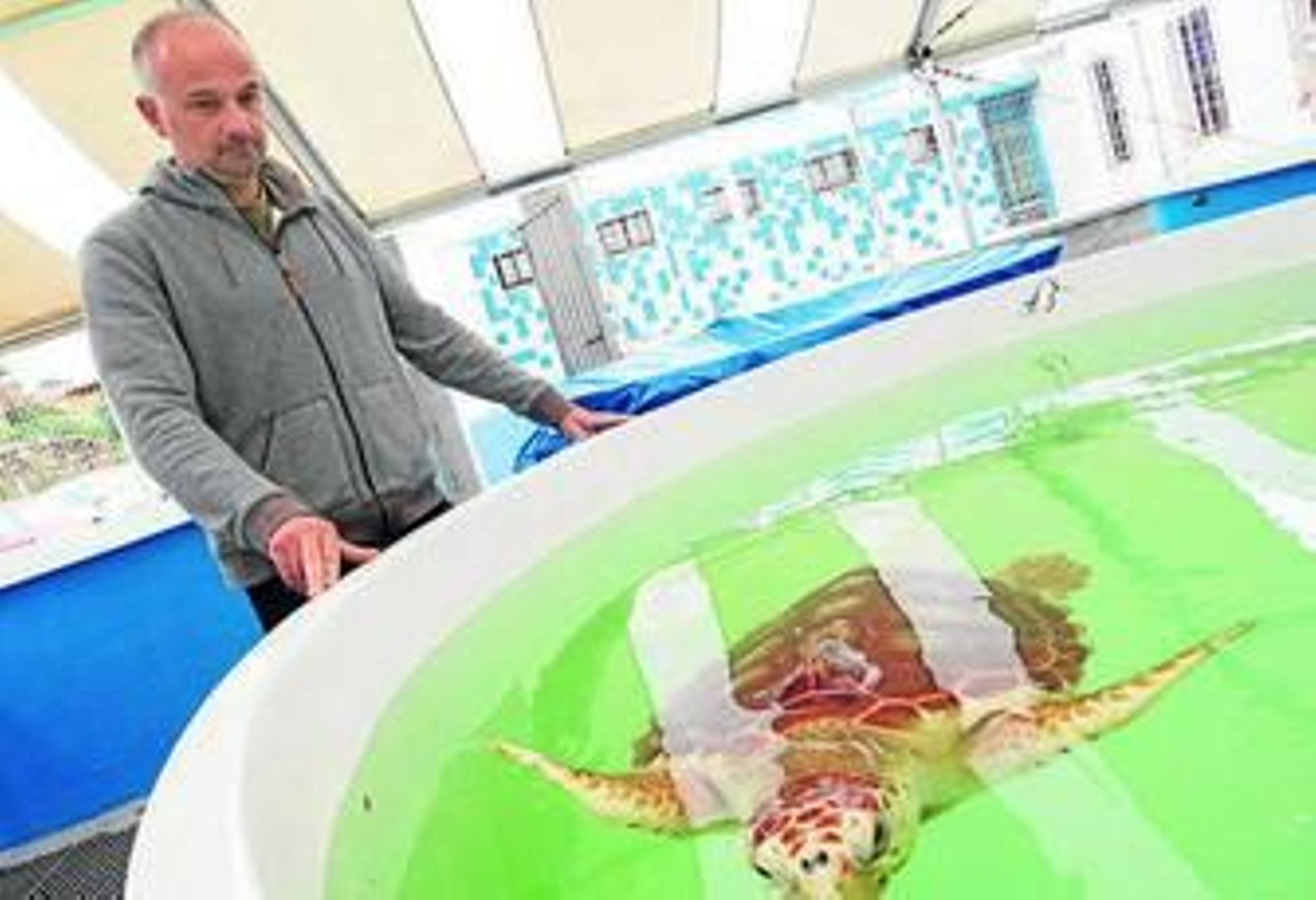 Imagen de una tortuga boba en el Cegma de Algeciras.