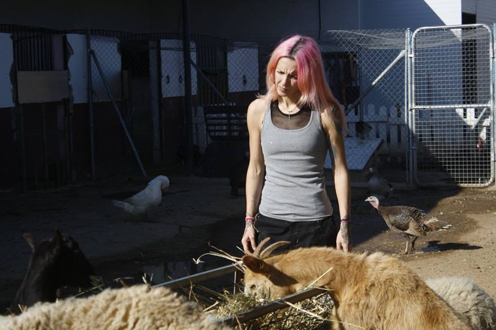 Cuatro de las historias recientes, que recorren el mapa andaluz, del programa de Canal Sur 'Campechanos'.