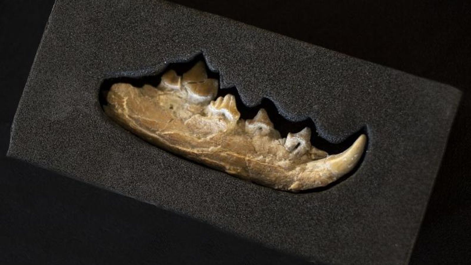 Mandíbula de Xenocyon licaonoides, ancestro de los actuales licaones (perros salvajes africanos) hallada en Venta Micena 4 (Orce, Granada). Foto: Susana Girón