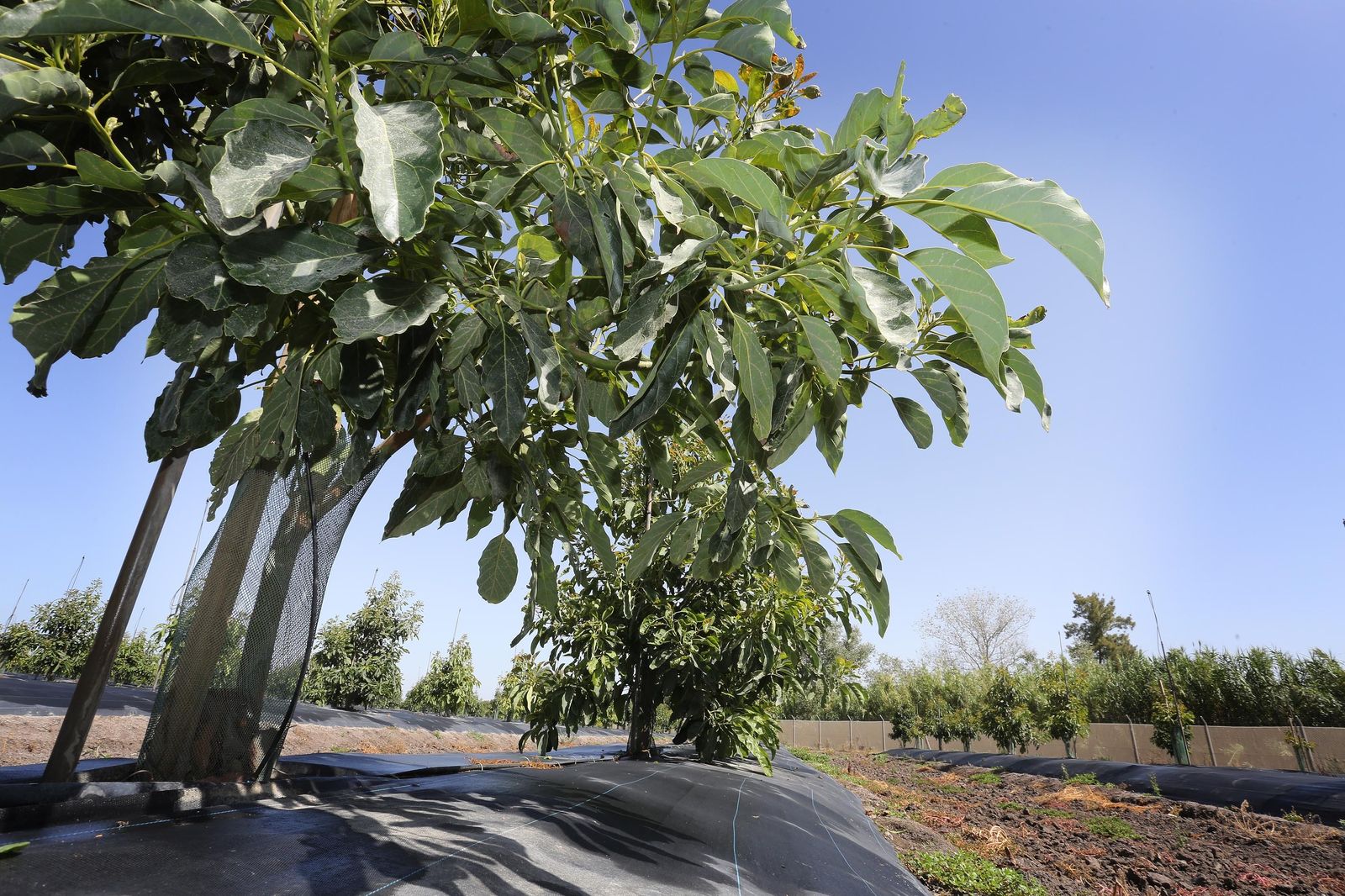 Aguacate:EL "oro verde"ya se cultiva en jerez