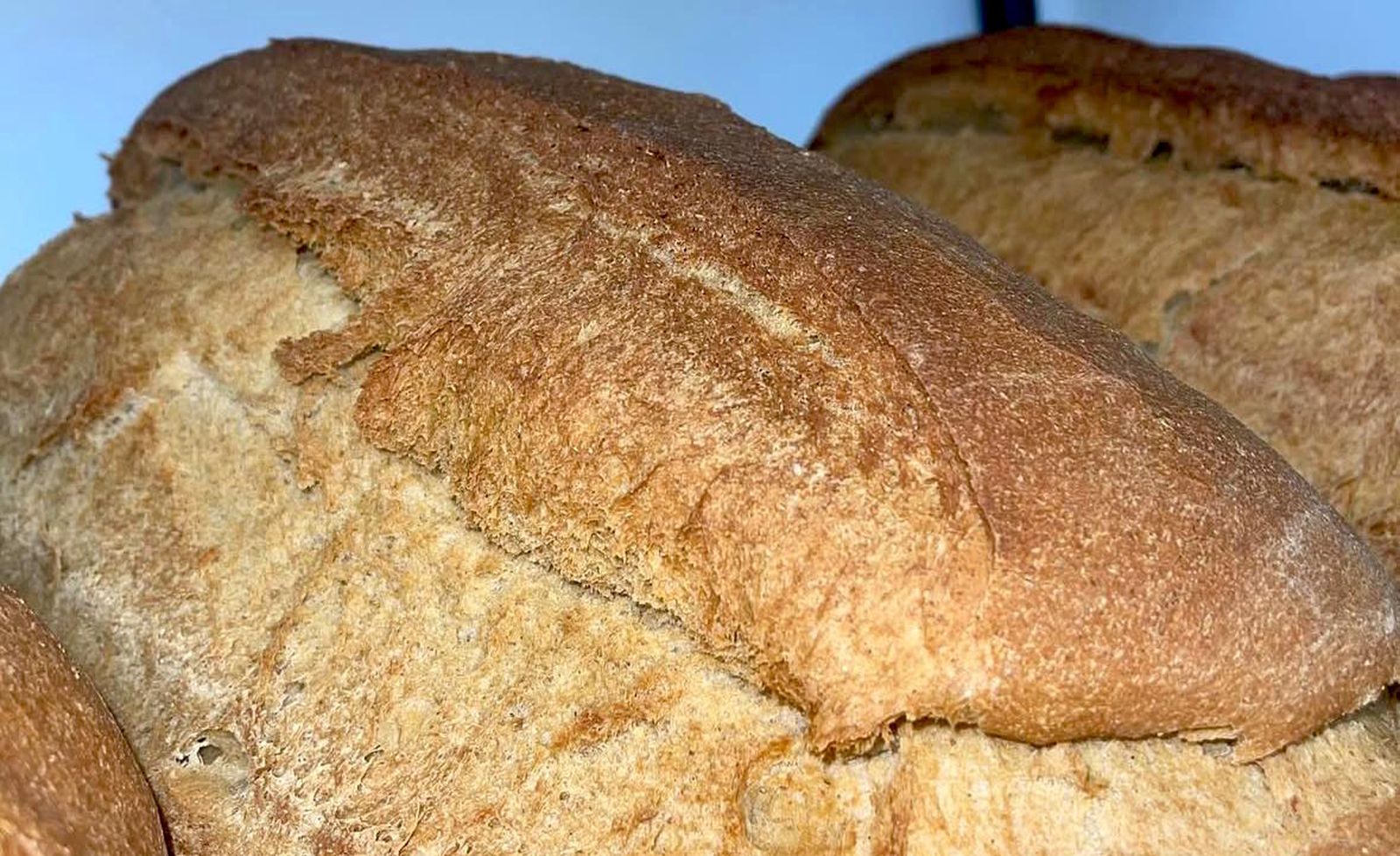 Teleras de pan moreno de El Perchitero.