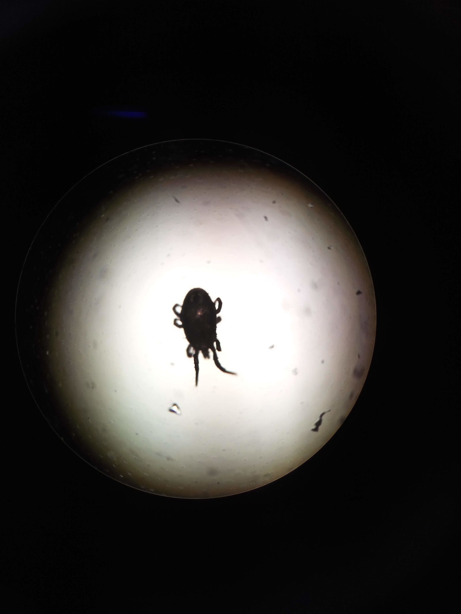 Un ácaro de paloma.