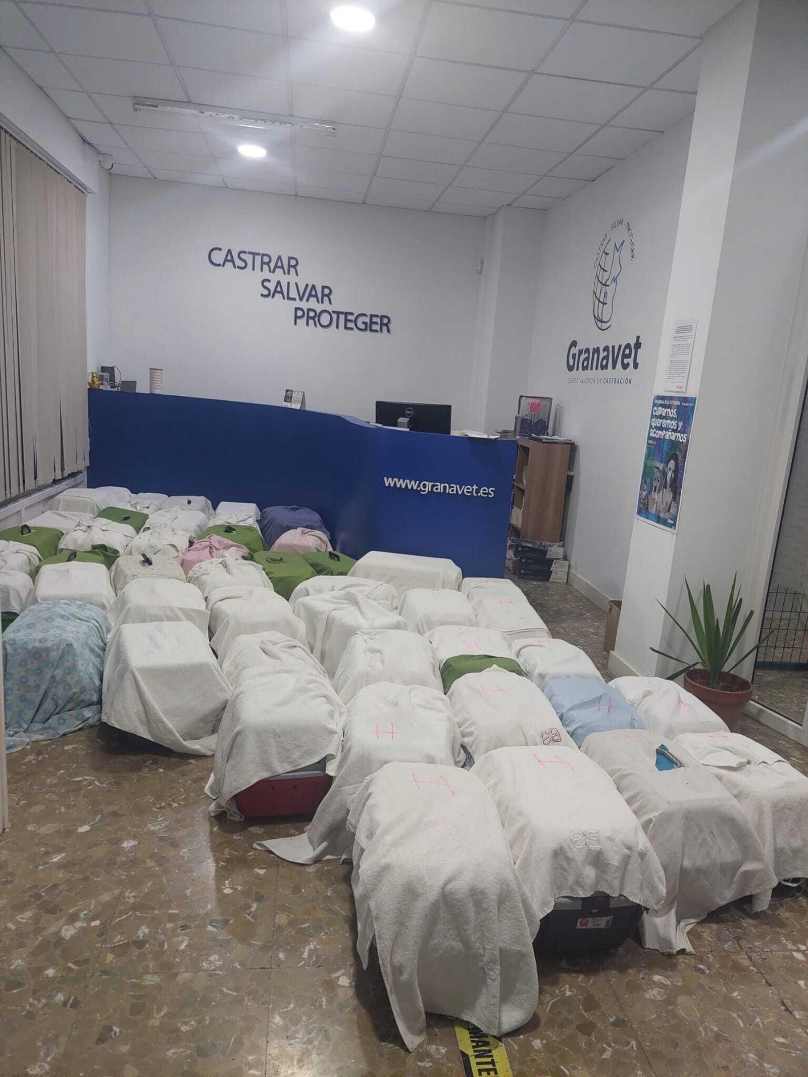 Traslado de los gatos para su castración