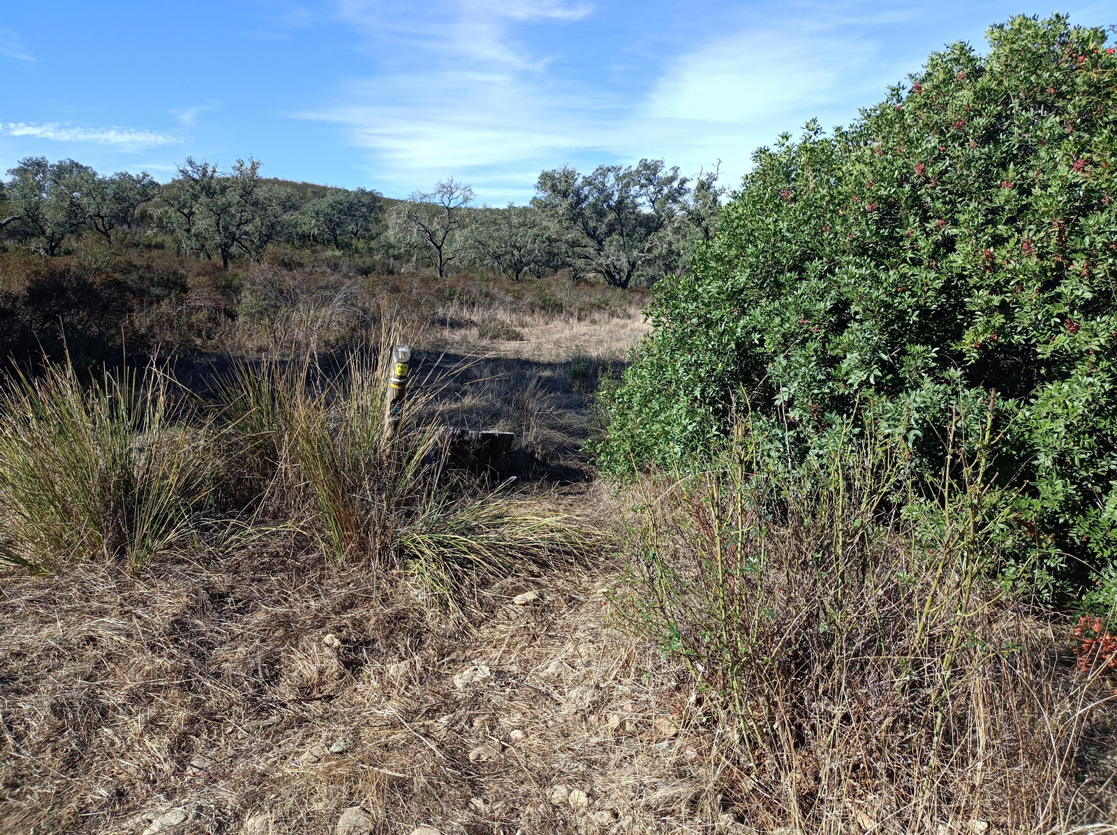 El sendero se hace algo más abrupto, pasando a un lado y otro de un arroyo. Hay que fijarse en los postes del PR.