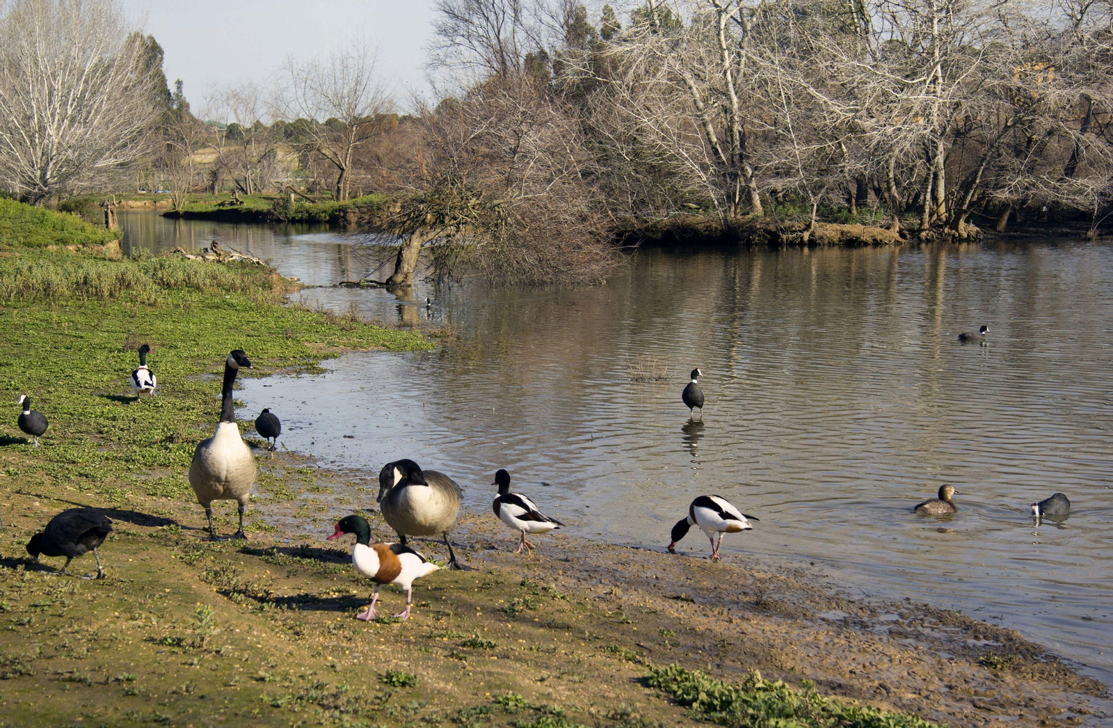 Imagen de archivo de alguna de las 200 especies de aves  que se encuentran en la Cañada de los Pájaros, un humedal estratégico del Espacio Natural de Doñana.