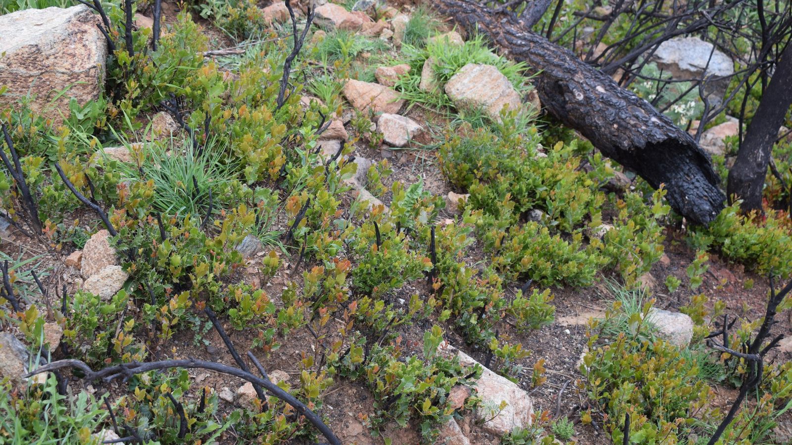 Vista de la regeneración natural de matorral sobre rocas peridotitas.