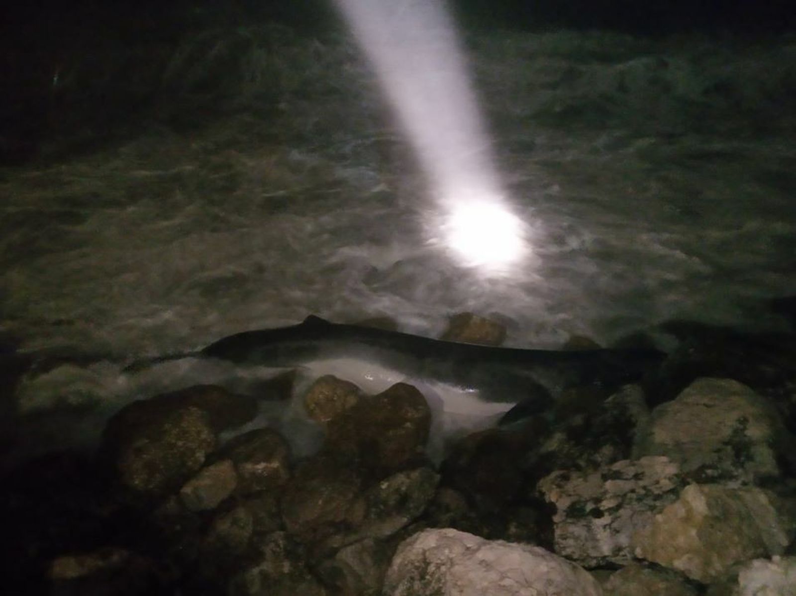 Imagen de la ballena encontrada muerta en las rocas.