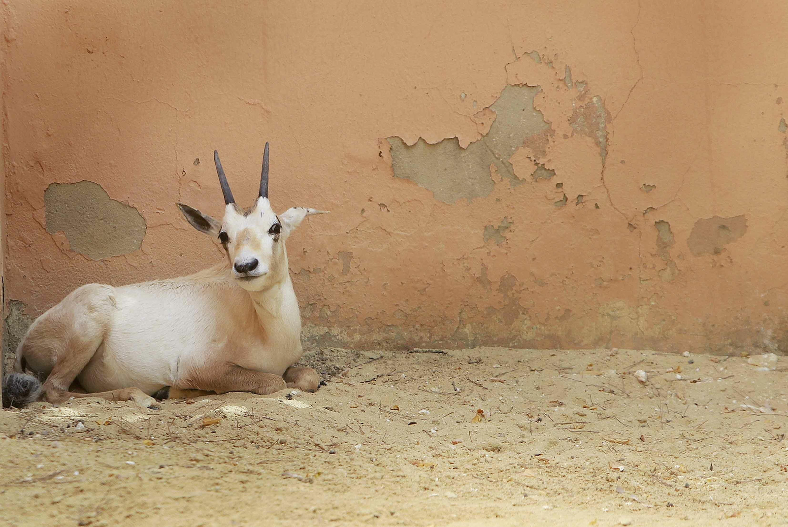 Los bebés del Zoobotánico de Jerez