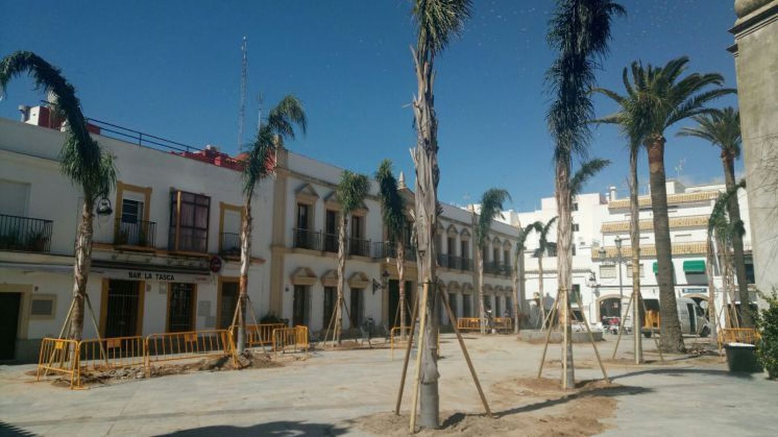 El Consistorio ha plantado 15 cocos plumosos en sustitución de otras tantas palmeras afectadas por el picudo rojo.