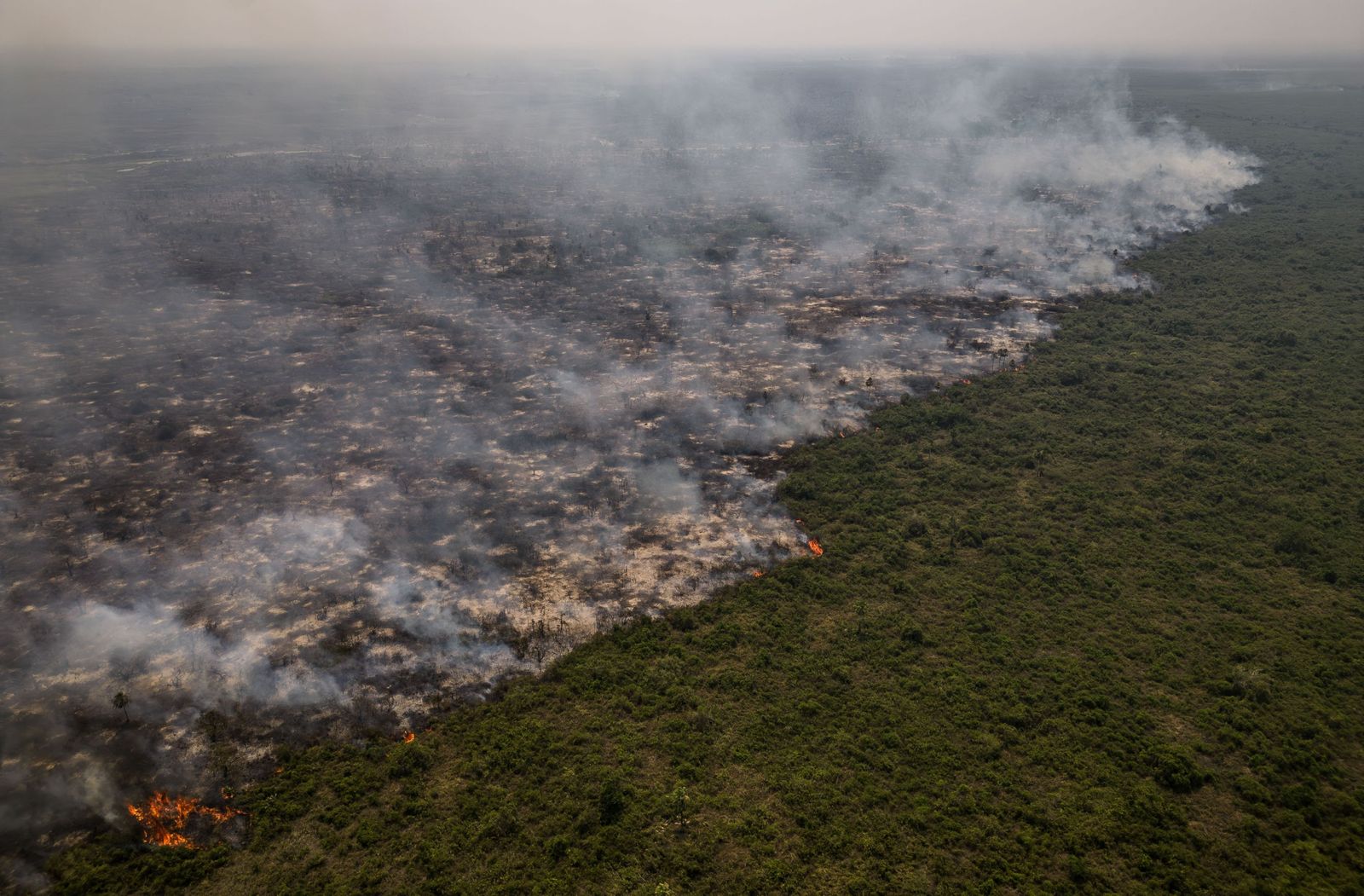 Las llamas convierten en una tumba al aire libre El Pantanal en Brasil