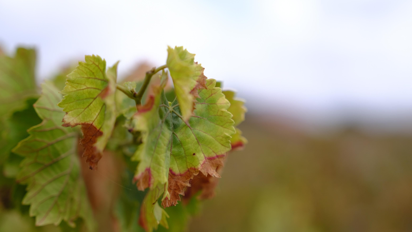 Llega la vendimia a las Bodegas Perfer, en Uleila del Campo