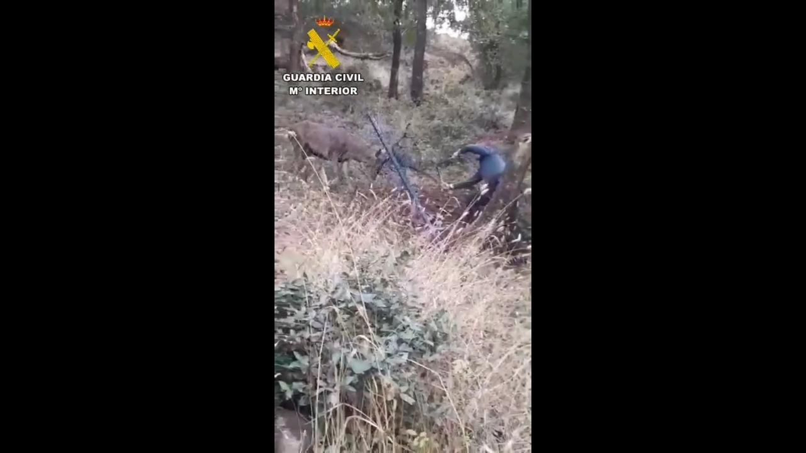 La Guardia Civil libera a un ciervo atrapado en una malla en el paraje de Los Hurones