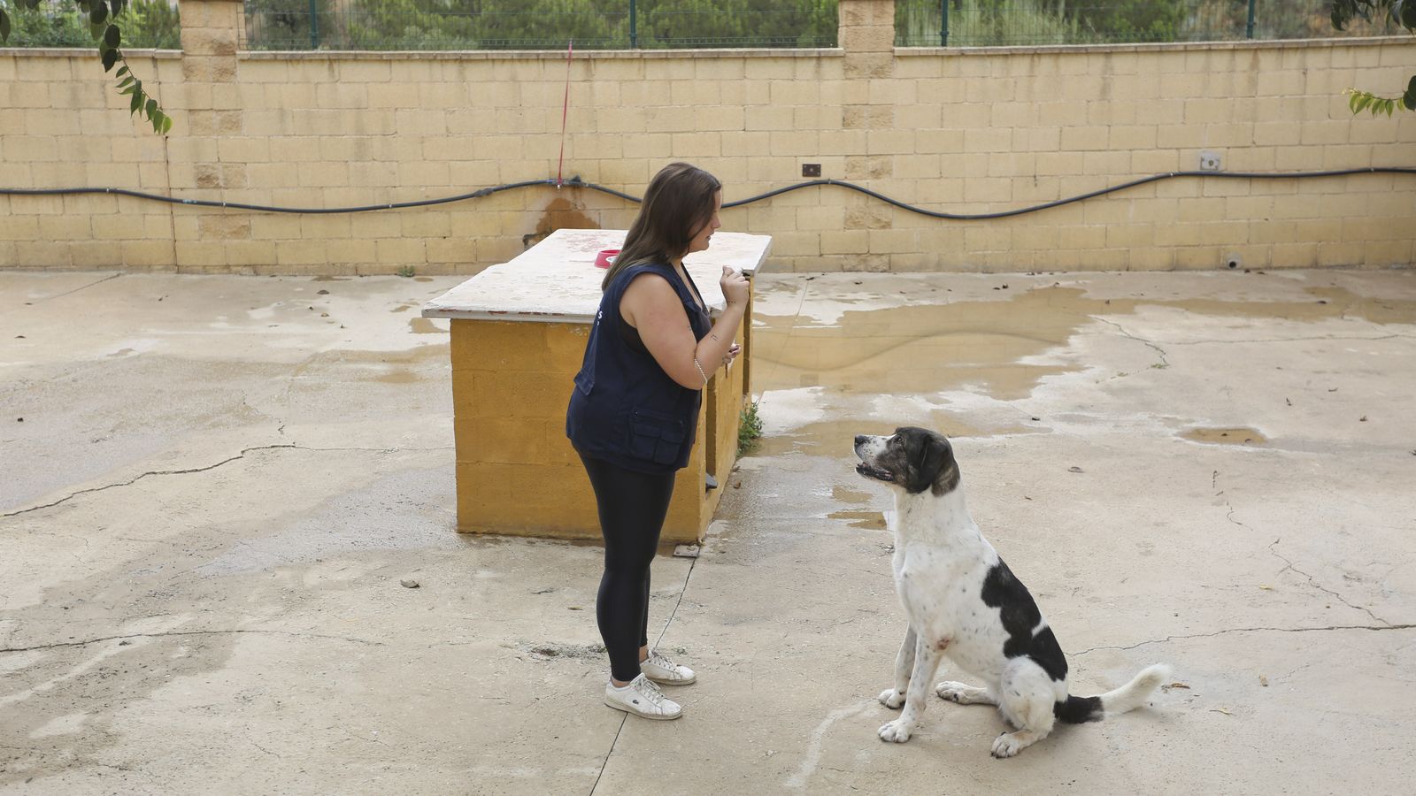 Voluntaria enseñando a un perro en la protectora de animales de Málaga.
