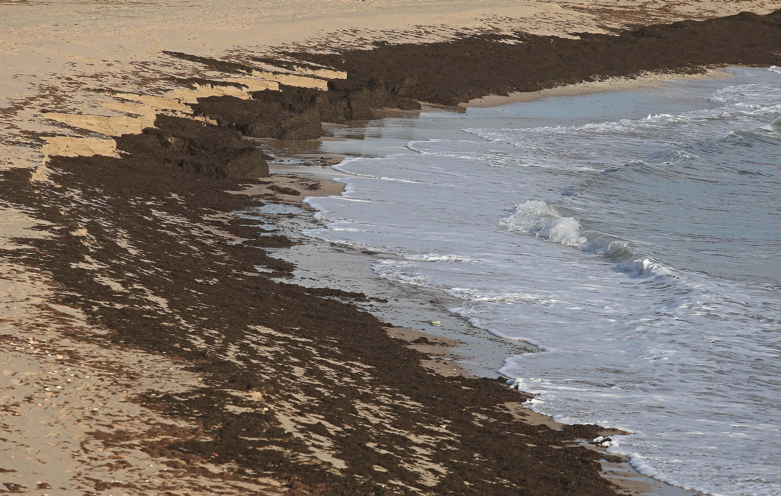 Fotos del alga invasora en la playa de Getares