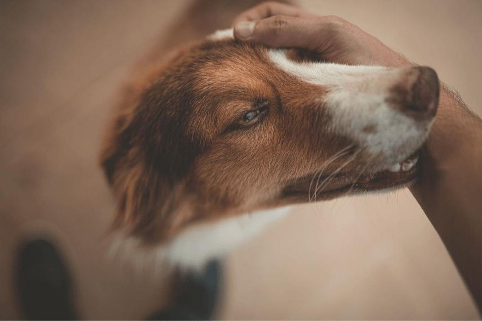 Enfermedades raras en los perros