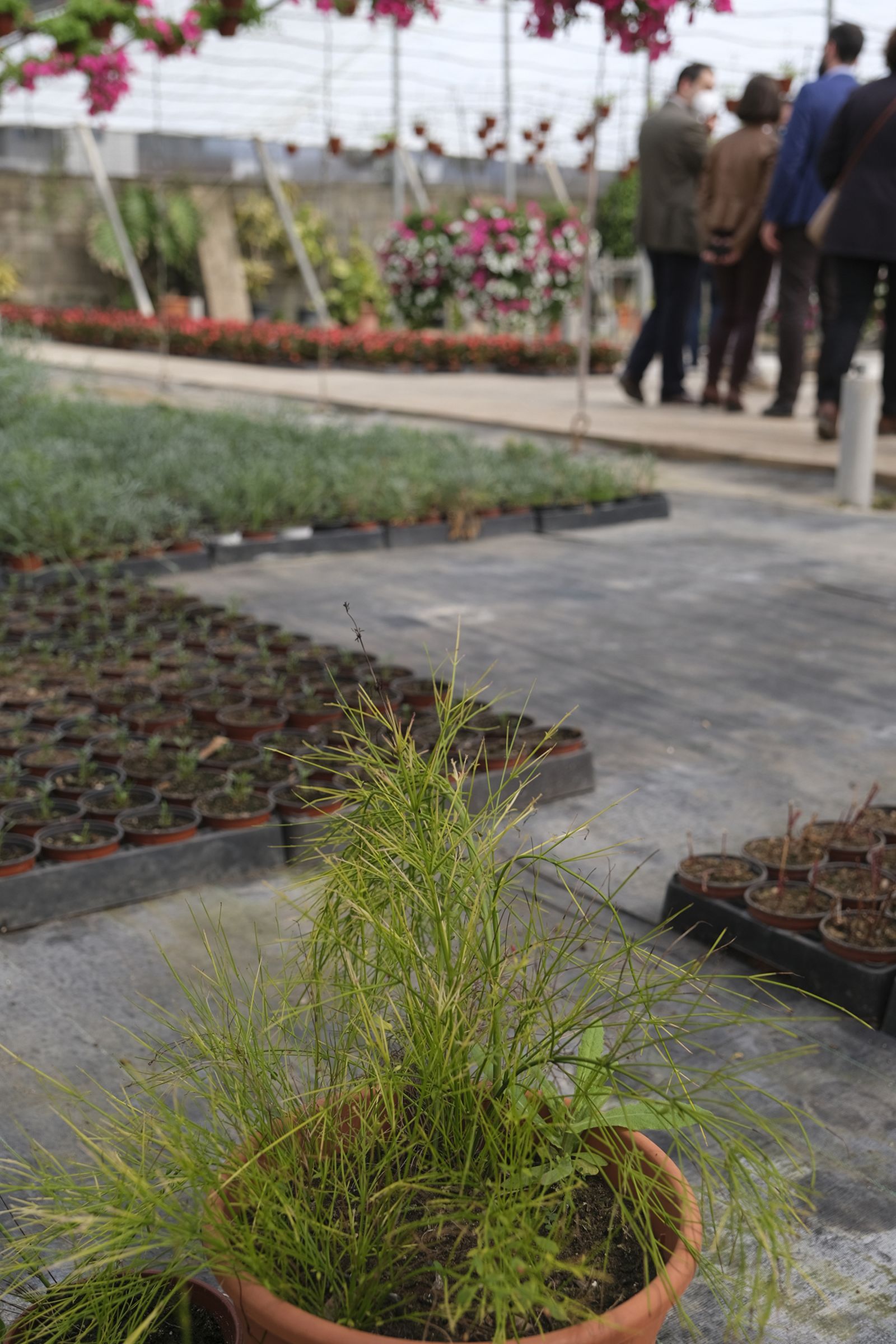 Fotogalería de la visita al vivero municipal de Almería.