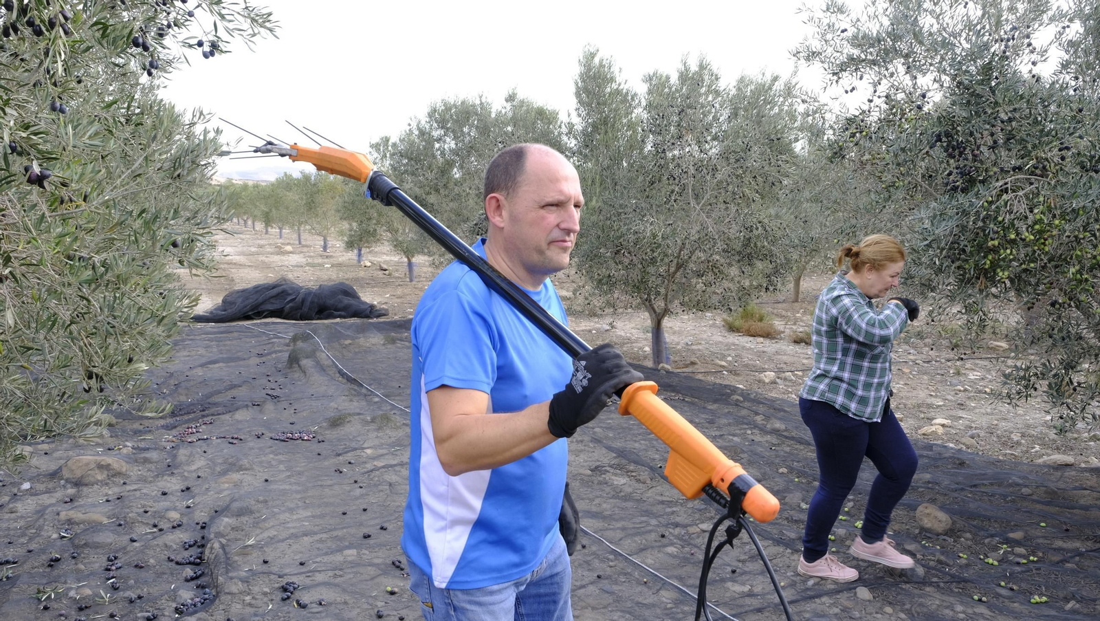 Época de recogida de aceitunas, en imágenes