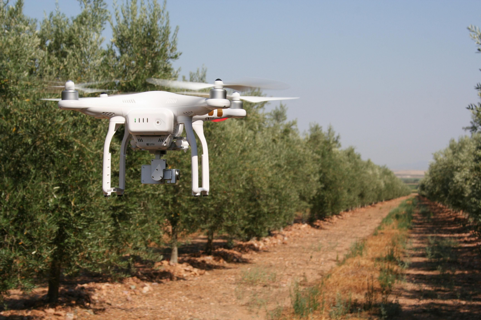 Drones en el cultivo del olivo.
