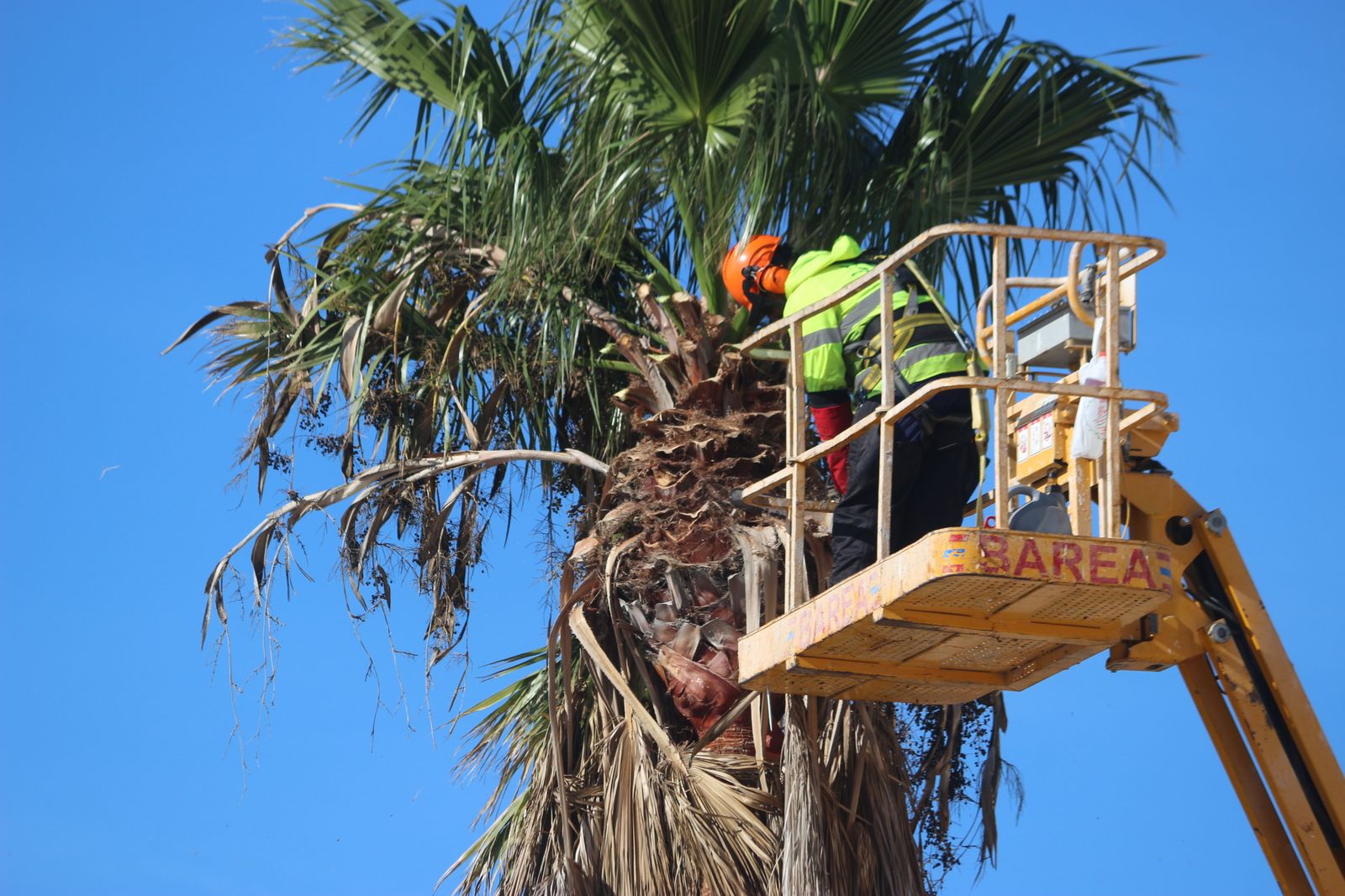 Poda de una de las palmeras del Paseo Marítimo