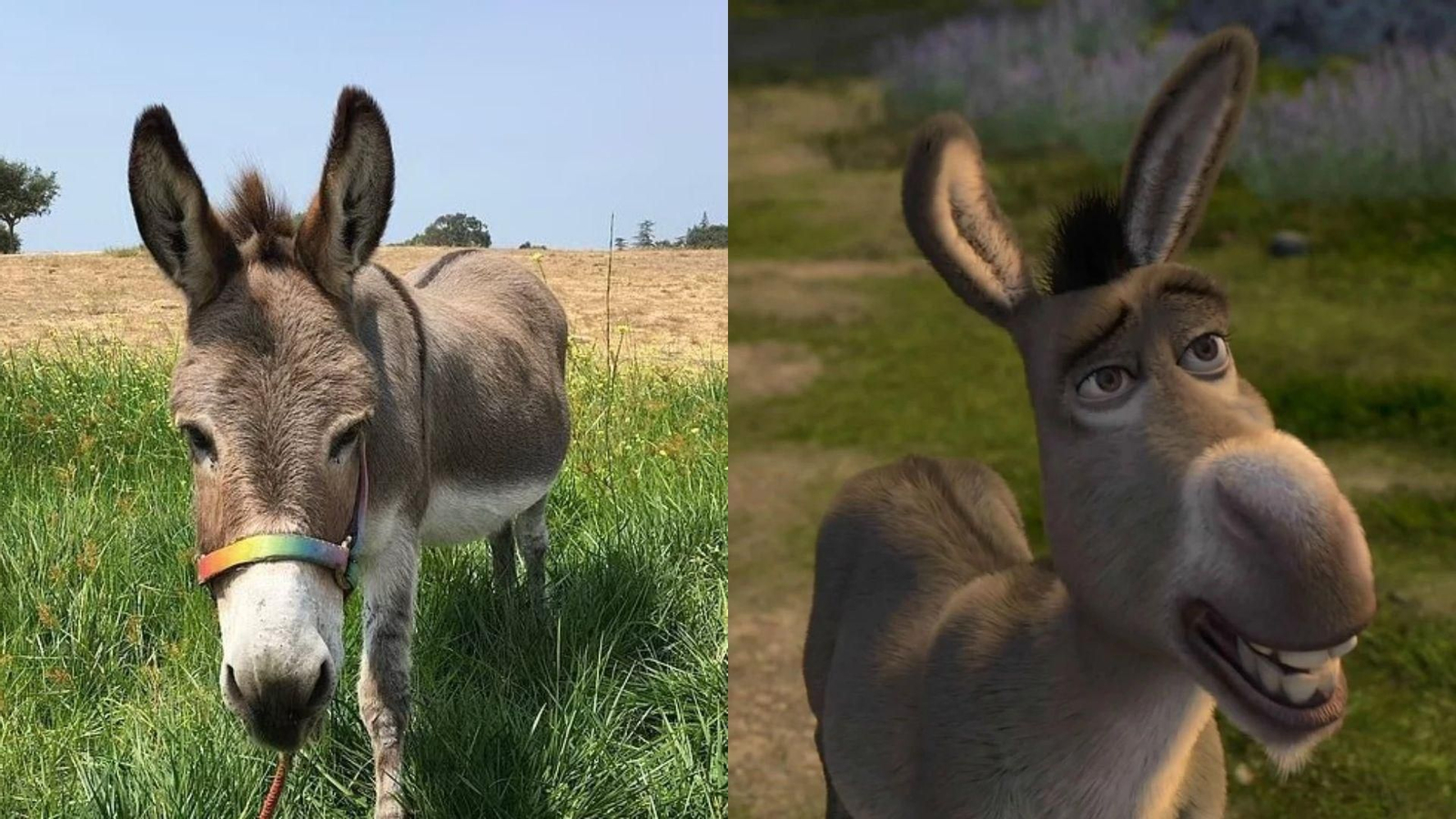 Muere a los 30 años Perry, el burro que inspiró al personaje de Asno en Shrek Muere a los 30 años Perry, el burro que inspiró al personaje de Asno en Shrek