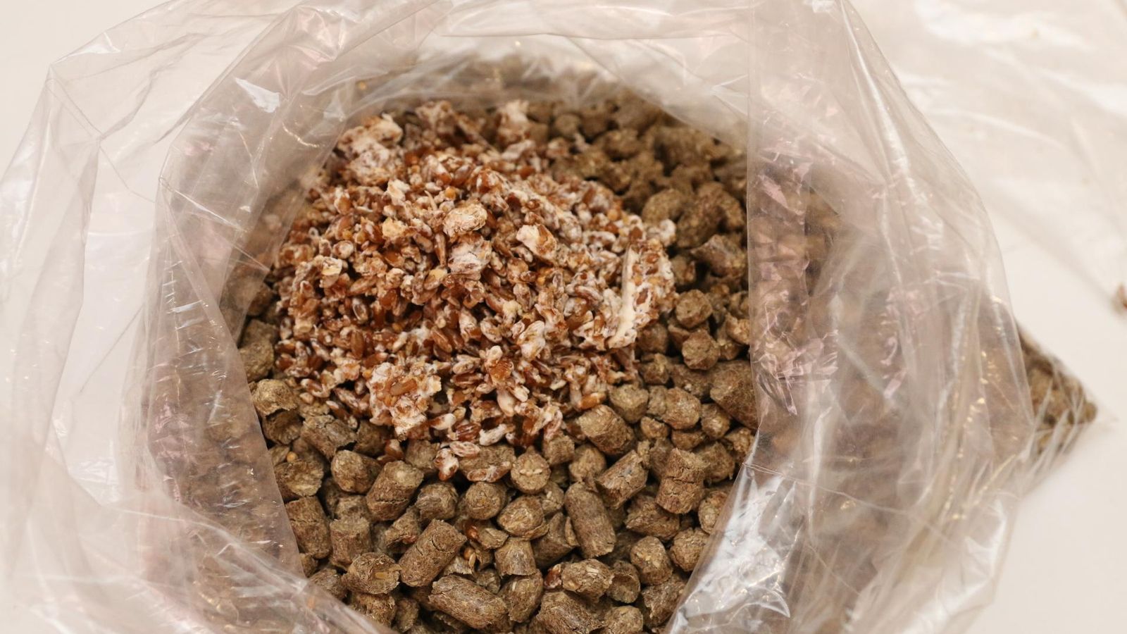 Pellet y micelio: la siembra.