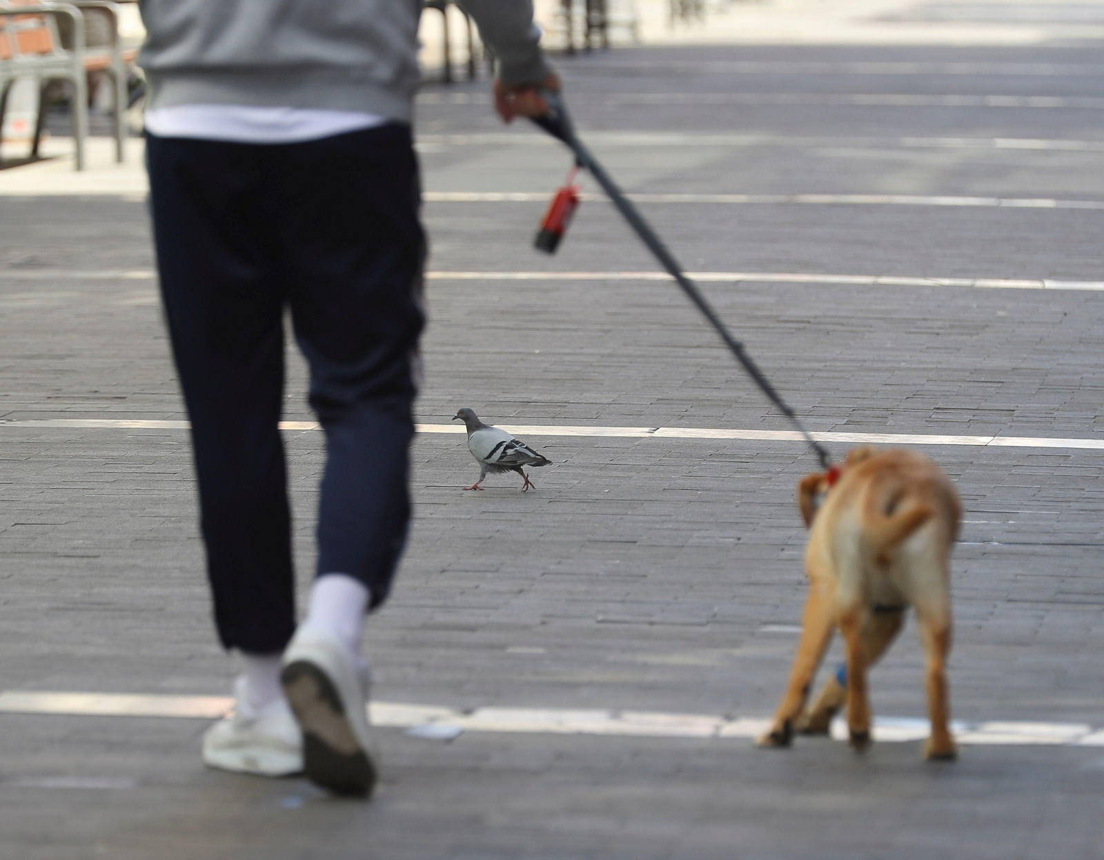 Un hombre da un paseo con su perro. Un hombre da un paseo con su perro.